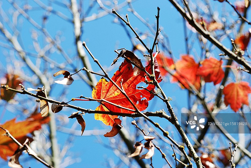 蓝天下的落叶图片素材
