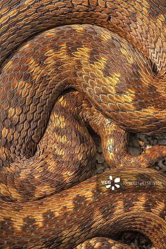 蛇的皮肤图片素材