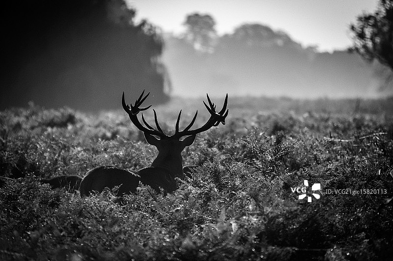 雄鹿剪影图片素材