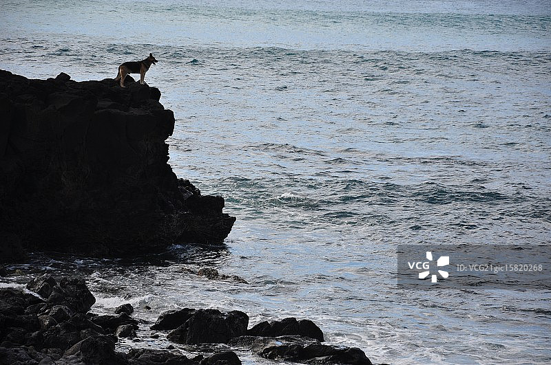 等待我的主人图片素材