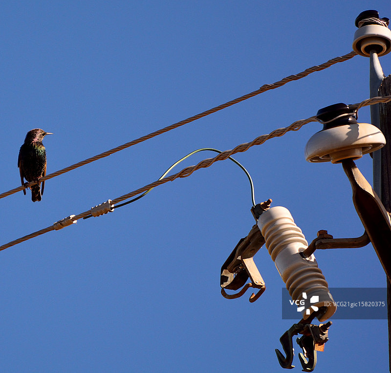 彩虹色紫翅椋鸟图片素材