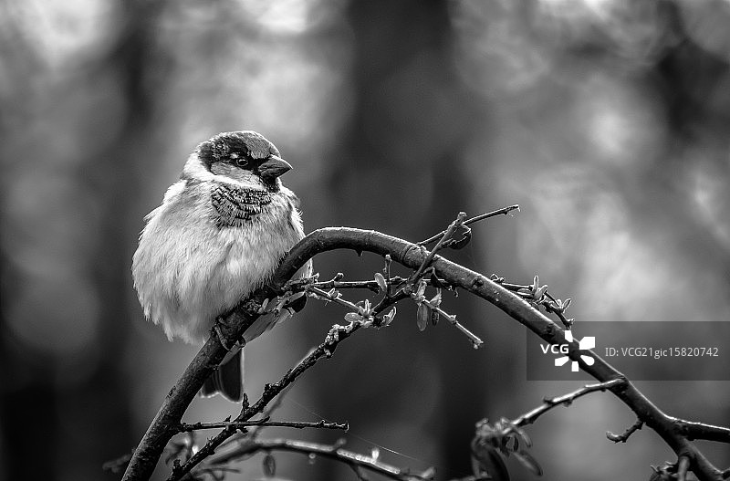 黑白麻雀图片素材