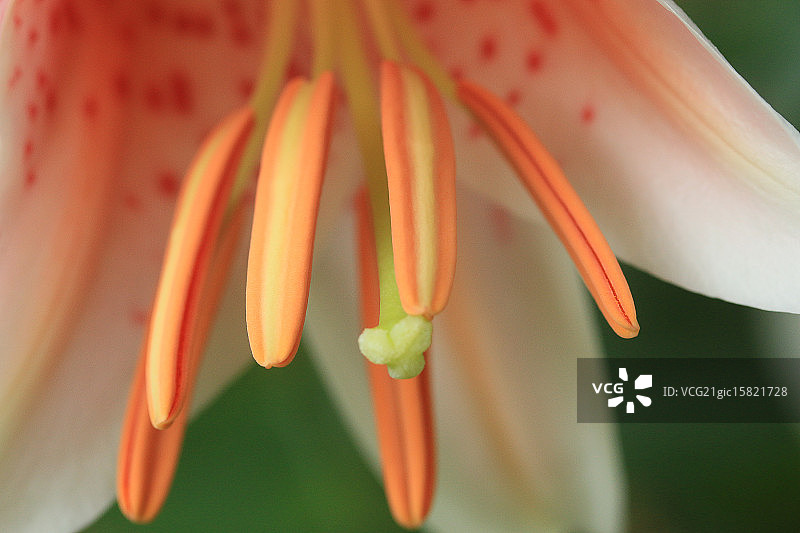 亚洲百合花粉图片素材