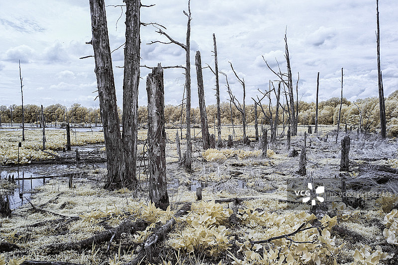 红外线下的桑迪里奇湿地图片素材