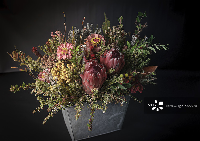 山龙眼目图片素材