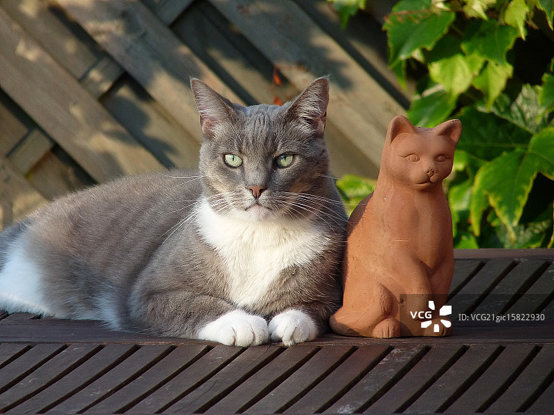 俄罗斯蓝猫图片素材