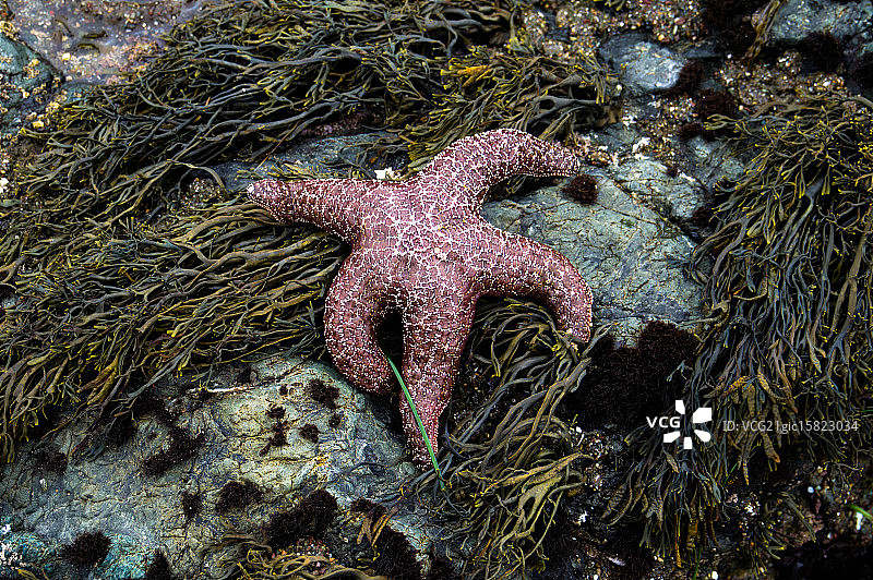 裸露的海星图片素材