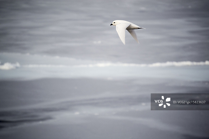 雪地雷鸟图片素材