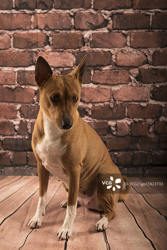 巴辛吉犬图片素材