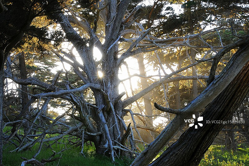 蒙特雷柏树图片素材