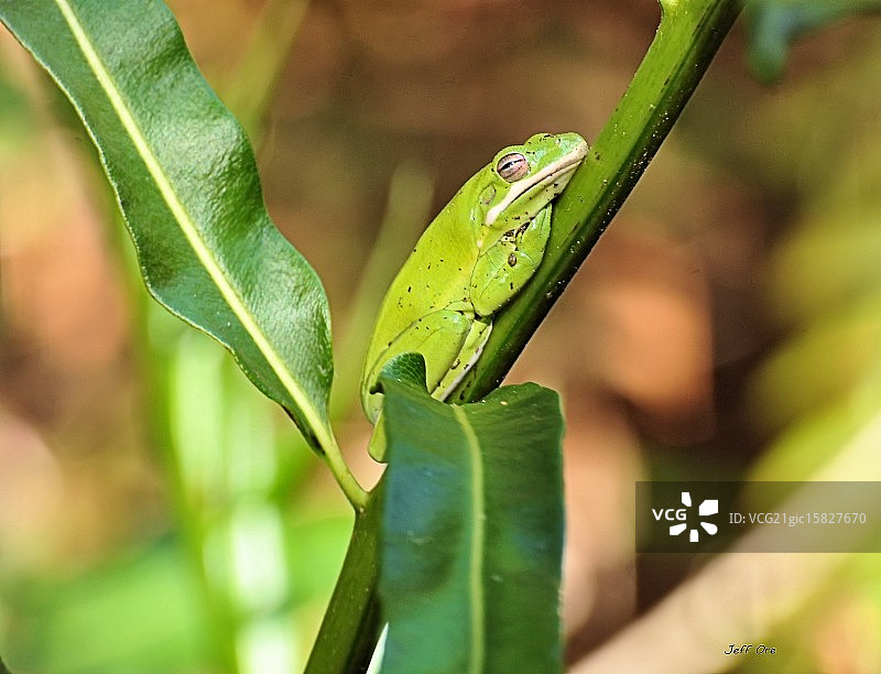 绿树蛙图片素材