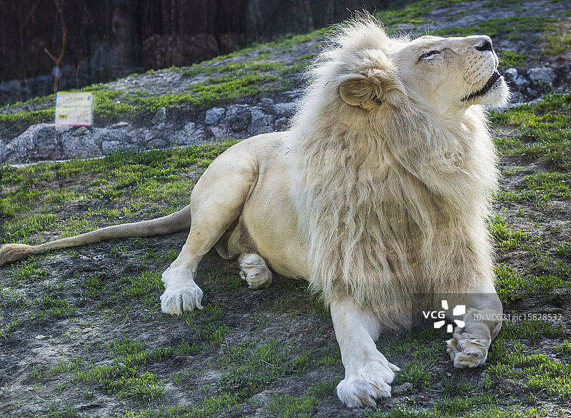 狮子王图片素材