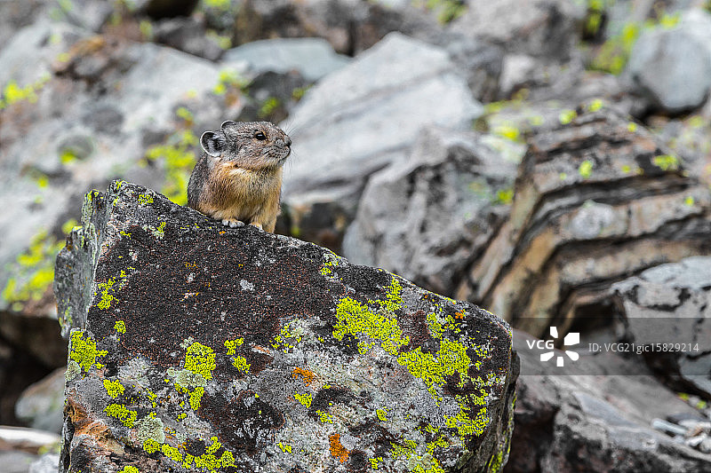 专注的鼠兔图片素材