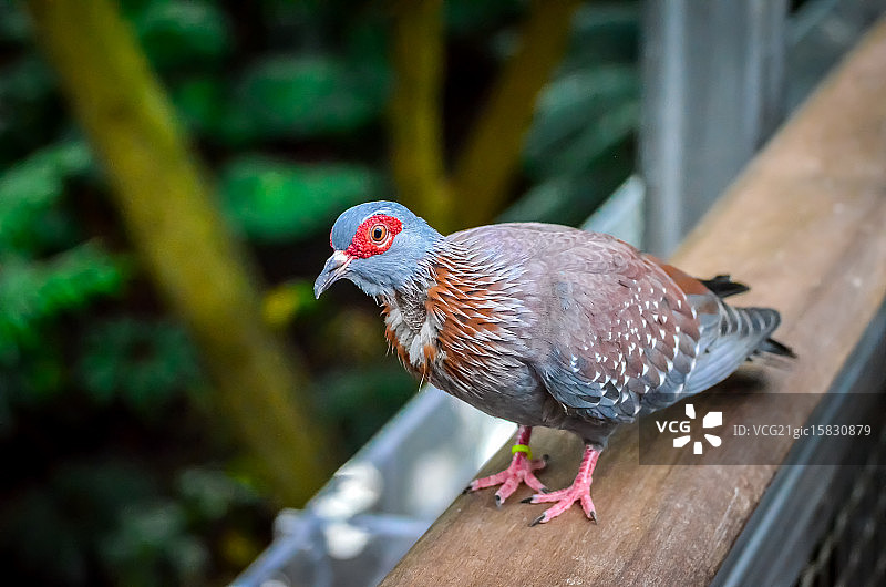 斑点鸽图片素材