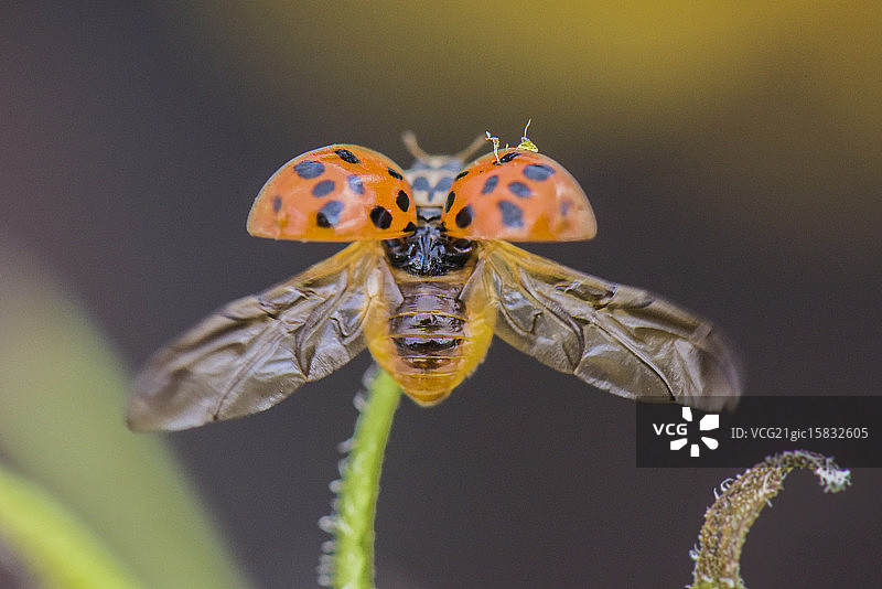瓢虫，瓢虫，飞回家图片素材