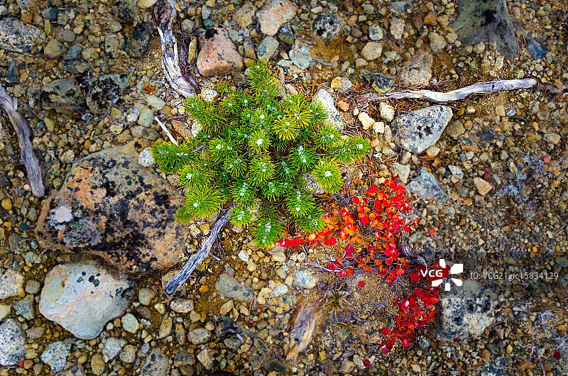 互补植被图片素材