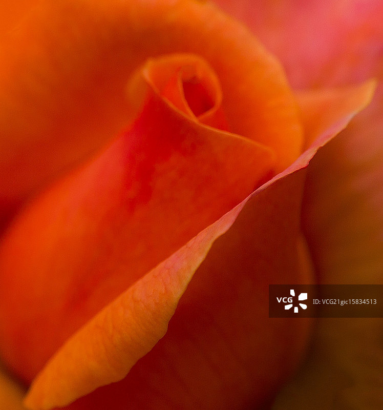 温暖的玫瑰花蕾图片素材