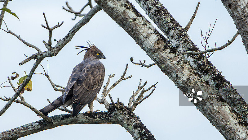 凤头鹰雕图片素材