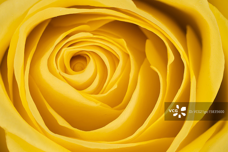 黄玫瑰图片素材