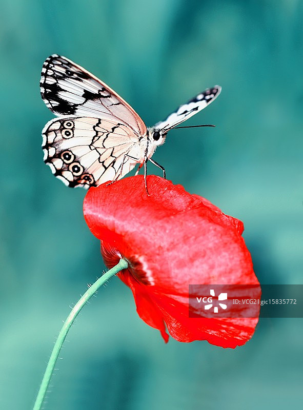 提泰黑脉蛱蝶图片素材