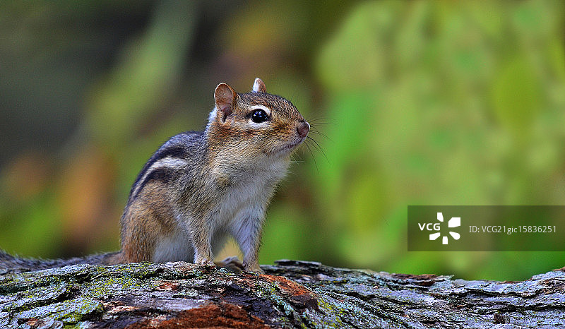 花栗鼠图片素材
