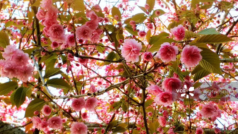 波恩樱花图片素材