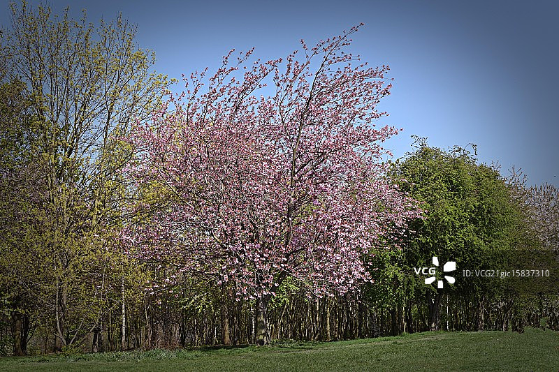 罗瑟勒姆克利夫顿公园图片素材