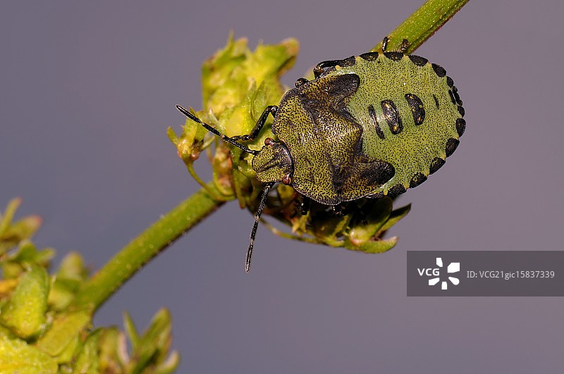 绿色盾虫的幼虫图片素材