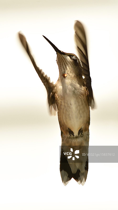 Ruby-throated蜂鸟图片素材