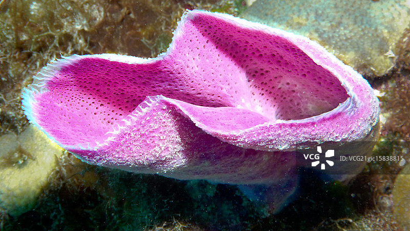 粉色海绵图片素材