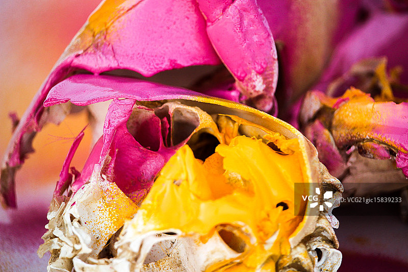 甲壳类动物图片素材