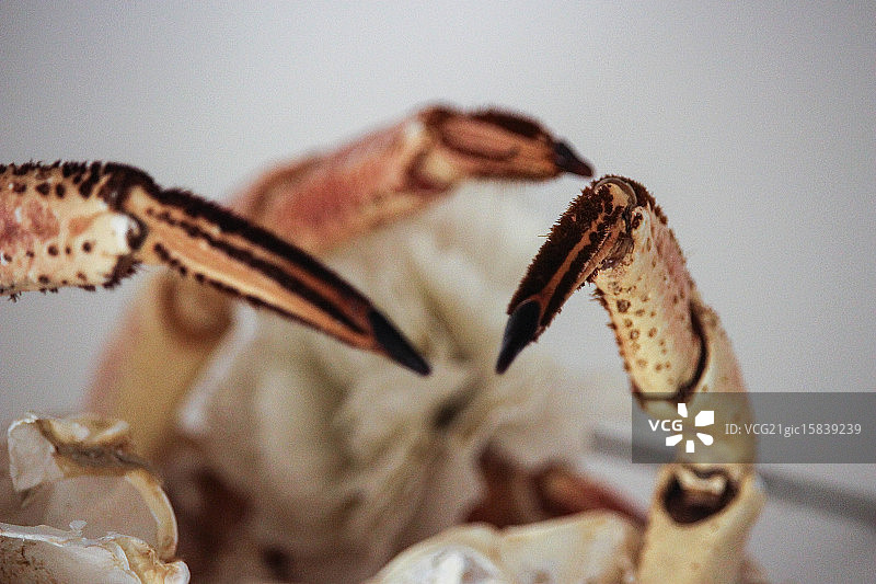 甲壳类动物图片素材