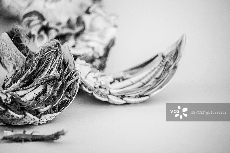 甲壳类动物图片素材