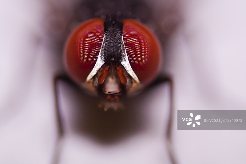 与苍蝇的凝视比赛图片素材