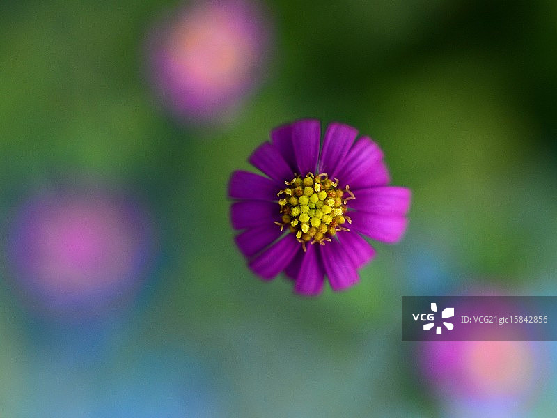 寺庙里一株低垂的紫罗兰图片素材