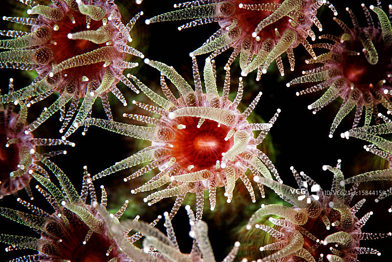 珊瑚虫图片素材