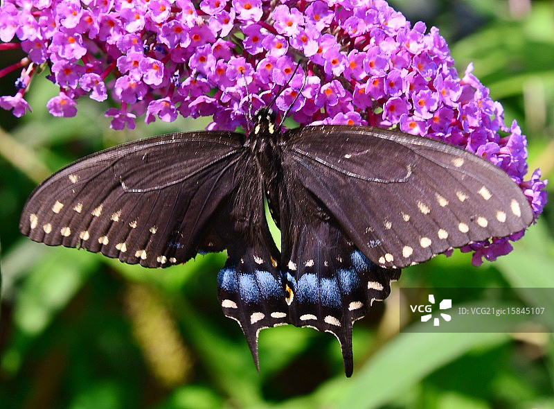 黑色黑脉金斑蝶图片素材