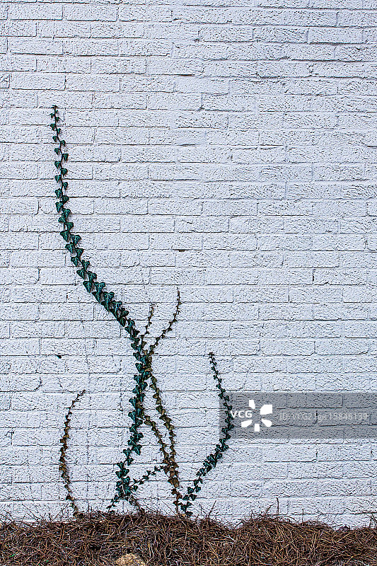 常春藤火焰图片素材