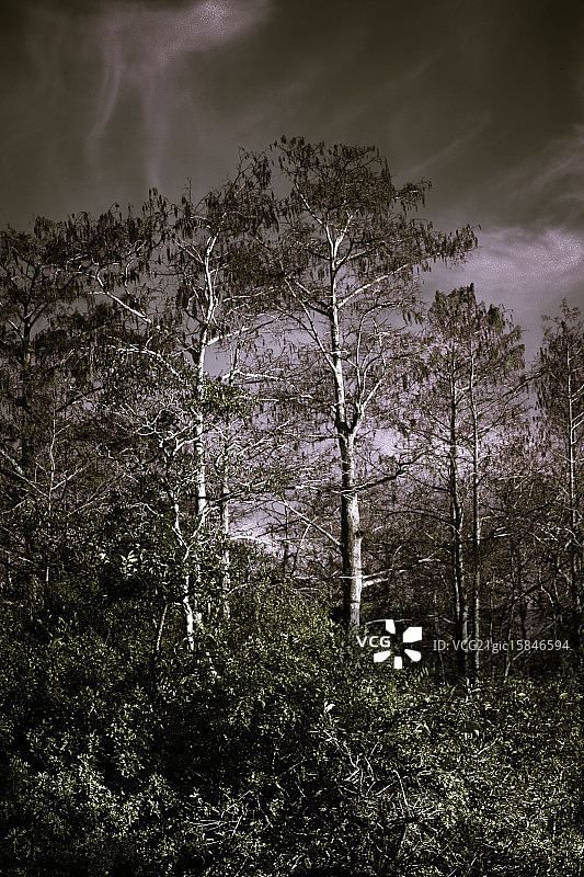 大沼泽地的风暴图片素材