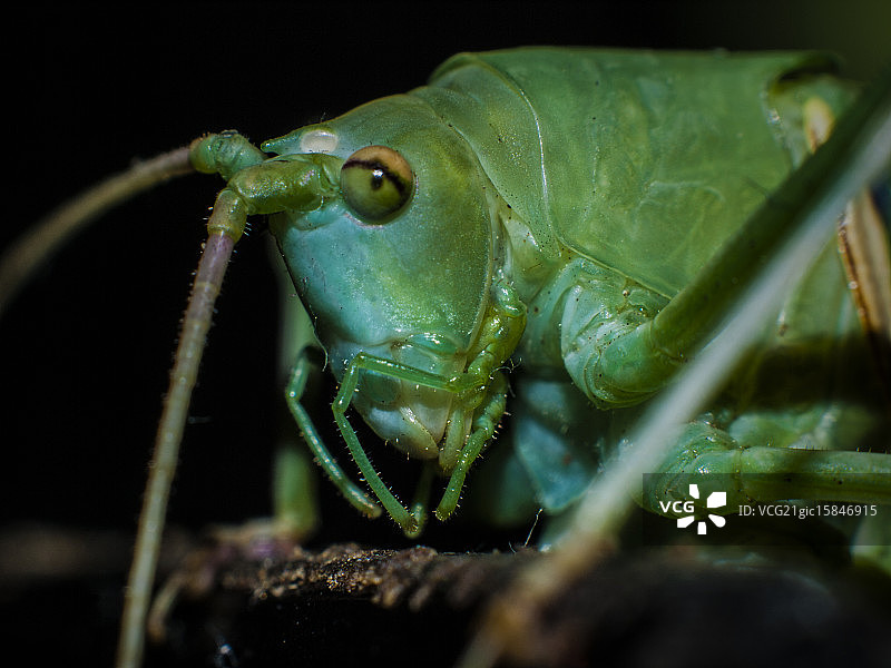 绿色蟋蟀图片素材