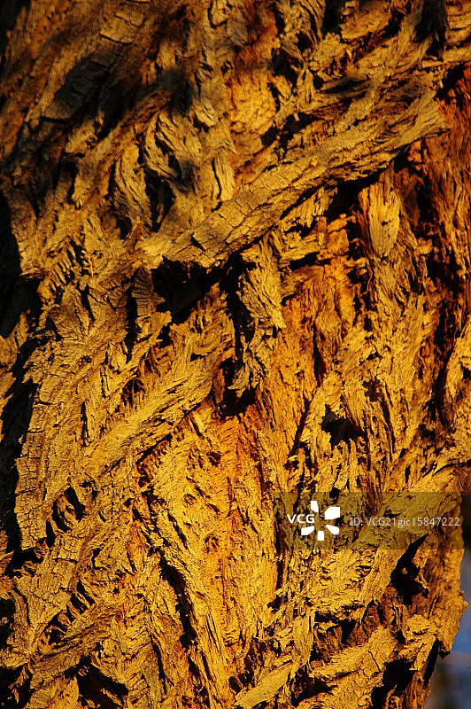 棉白杨树皮图片素材