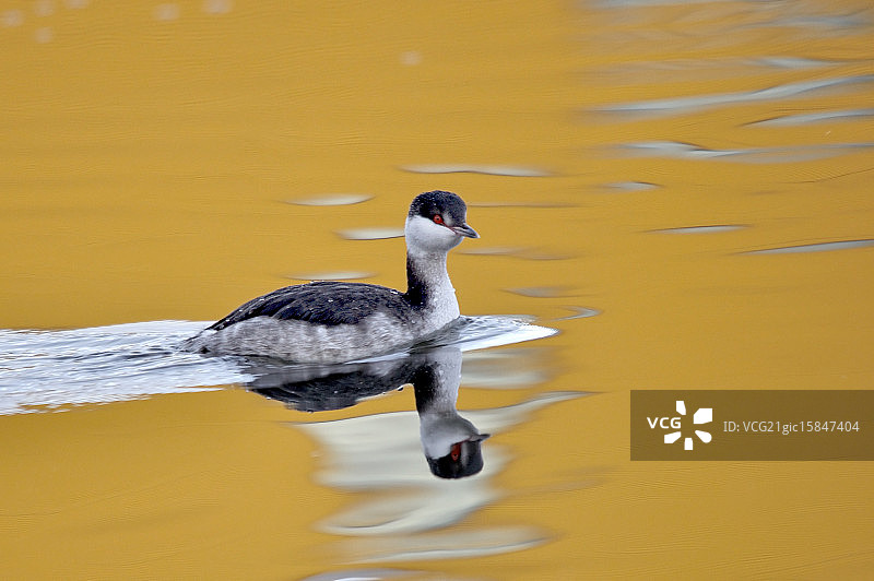 角䴙䴘图片素材