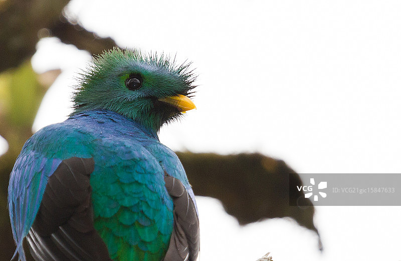 绿咬鹃图片素材