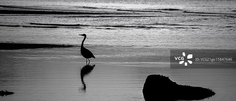 苍鹭的影子图片素材
