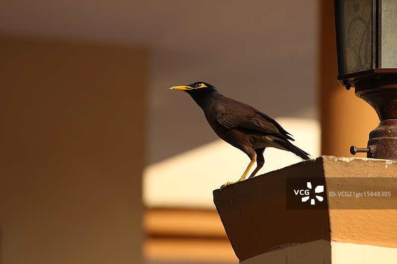 印度八哥图片素材