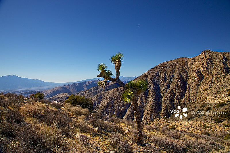 约书亚树图片素材