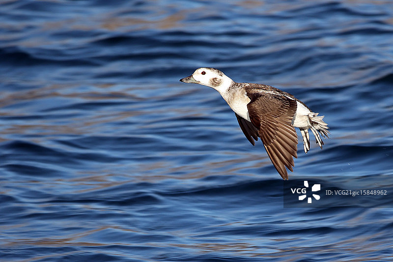 针尾鸭图片素材