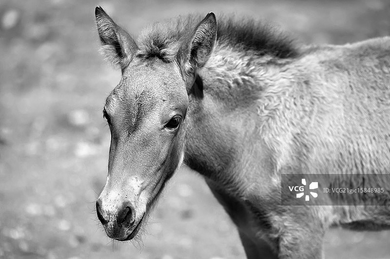 野生小马驹图片素材