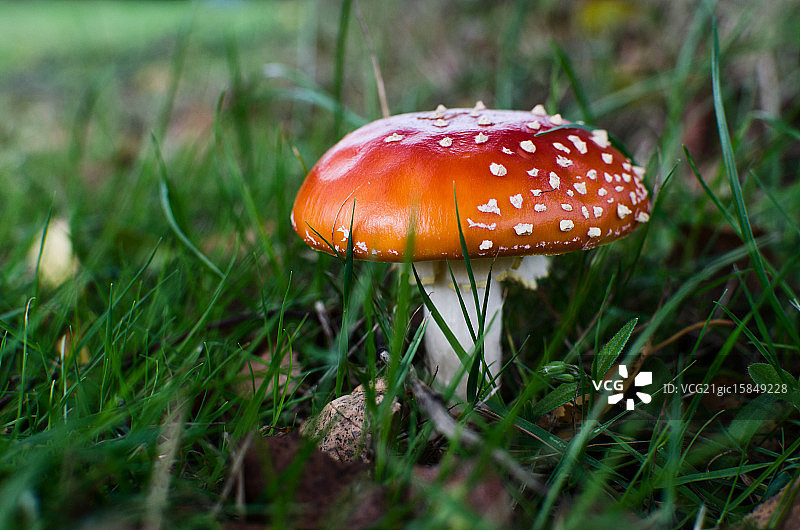 蘑菇图片素材