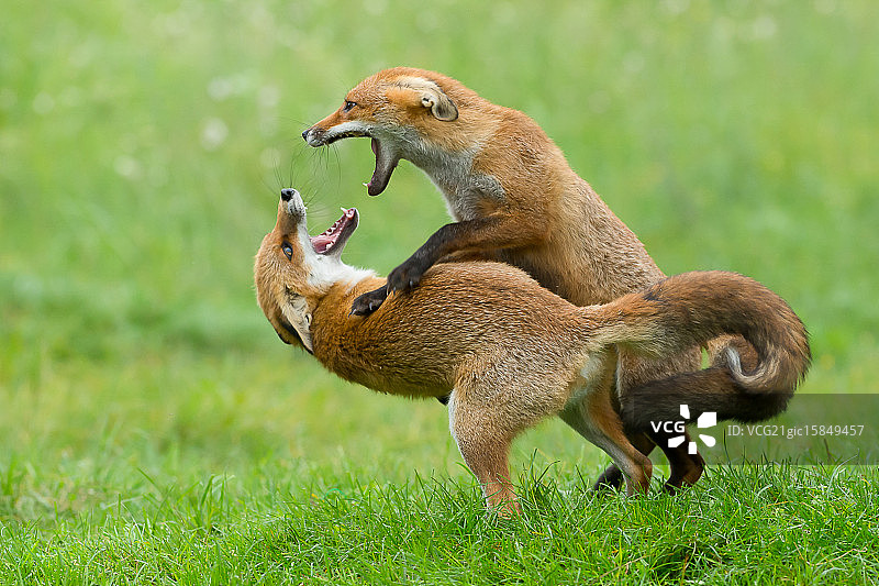 小狐狸 - 战斗游戏图片素材